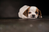 Fototapeta Konie - Little Puppy dog in a black background