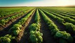 Green field of potato crops in a row. Generative AI.
