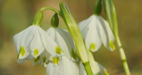 Wall Mural - Close-up of the spring snowflake flowers