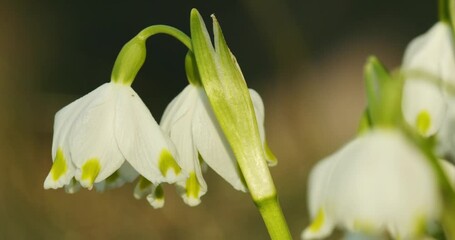 Wall Mural - Close-up of the spring snowflake flowers