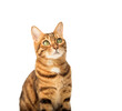 © Svetlana Rey - Portrait of a young Bengal cat in front of a white background.