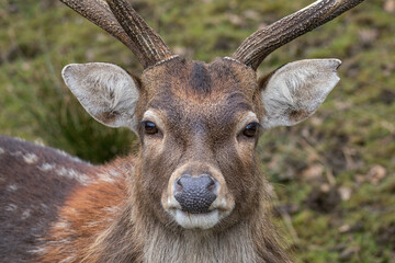 Wall Mural - Vietnamese sika deer detail of head with horns.