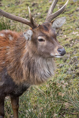 Wall Mural - Vietnamese sika deer detail of head with horns.