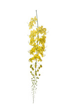 Yellow Golden Shower Flower , Cassia  Fistula Flower Isolated On White Background.