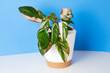 Philodendron Pink Princess houseplant. Trendy rare plant with pink leaves