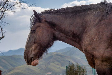 Sticker - portrait of a horse