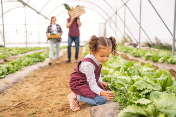 Child, garden and agriculture with little girl helping her farming parents in the greenhouse. Small kid, plants and harvest produce on family land or farm for health and wellness in summer