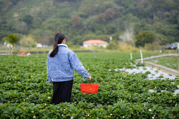 Poster - Woman pick a ripe strawberry in strawberry field