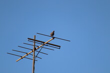 Bird Antenna
