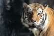 close up Siberian Tiger, Amur Tiger