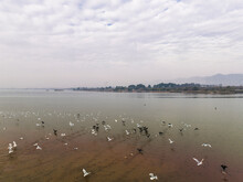 Aerial View Of Water Birds Flock In Rawal Lake, Islamabad Capital Territory, Pakistan.