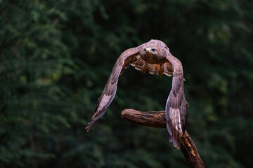 Poster - Common Buzzard (Buteo buteo) flying in the forest  in the Netherlands