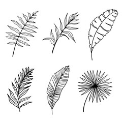 Wall Mural - Tropical leaves vector. Set of palm leaves silhouettes isolated on white background