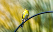 Male American Goldfinch - Spinus tristis - male starting to change to breeding colors