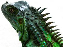 Green Iguana (Iguana Iguana) Portrait