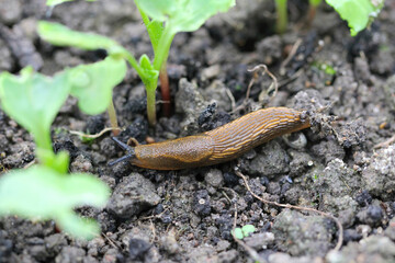 Wall Mural - A shellless snail, slug eating young vegetables, sprouting radish in the spring in a vegetable garden.