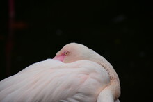 Flamingo Has One Eye Open To Watch Its Surroundings With Its Neck Twisted And Its Beak Buried Into Its Feathers. 