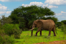 Big Elephant Crossing The Brown Sand Road In A Bush.