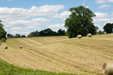 Wall Mural - Hay bales on a rolling hillside