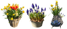 Collection Of Beautiful Flowers In Various Pots Isolated On Transparent Background. Bulbous Flowers: Daffodils, Grape Hyacinth And Tulips