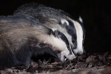 Wall Mural - Close of two badgers. The photograph concentrates on the heads of the two animals as they forage for food. The heads are very close together and one is showing its teeth