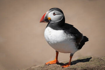 Poster - A close up portrait of an atlantic puffin as it stands on the ground. There is space for text all around the bird