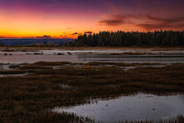 Wall Mural - 2022-11-25 LEQUE ISLAND SLOUGH ON CAMANO ISLAND WITH A LOW TIDE TREE LONE AND NICE SKY