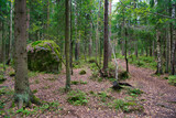 Fototapeta Las - Huge boulders stones covered with moss in the pine forest, Park Mon Repos, Vyborg, Russia