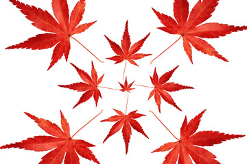 Sticker - red maple leaves