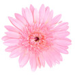 canvas print picture - pink gerber daisy isolated on transparent background