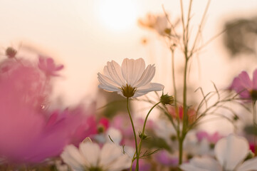 Wall Mural - White cosmos flower in the garden with sunset time