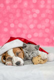 Fototapeta Zwierzęta - Jack russell terrier wearing santa's hat sleeps and hugs kitten on festive background. Kitten embraces toy bear. Empty space for text. Shade trendy color of the year 2023 - Viva Magenta background