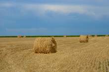 Haystacks On A Mown Field.harvesting Hay For The Winter For Feeding Farm Animals.
