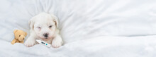 Tiny Bichon Frise Puppy Sleeps With Toy Bear And Holds Thermometer Under It Paw Covered White Blanket On A Bed At Home. Top Down View. Empty Space For Text