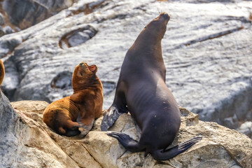 Poster - Beagle Channel, Ushuaia, Argentina