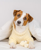 Fototapeta Zwierzęta - Cute dog jack russell breed lying at home under the covers on the bed in a knitted sweater with a teddy bear in his paws