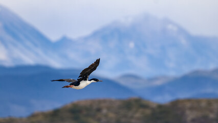 Poster - Beagle Channel, Ushuaia, Argentina