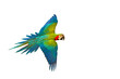 Colorful macaw parrot flying isolated on transparent background png file 