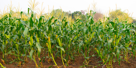 Wall Mural - a front selective focus picture of organic young corn field at agriculture farm.