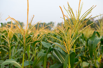 Wall Mural - a front selective focus picture of organic young corn field at agriculture farm.