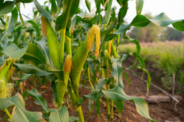 Wall Mural - a front selective focus picture of organic young corn field at agriculture farm.