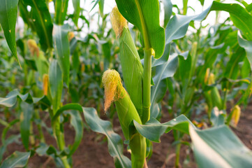 Wall Mural - a front selective focus picture of organic young corn field at agriculture farm.