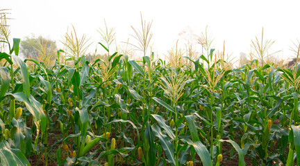 Wall Mural - a front selective focus picture of organic young corn field at agriculture farm.