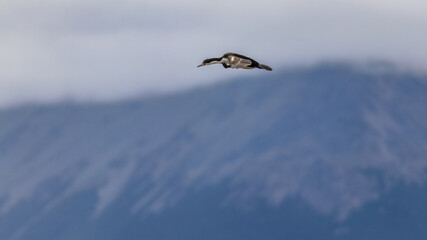 Poster - Beagle Channel, Ushuaia, Argentina