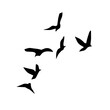 Flock if Birds Silhouette