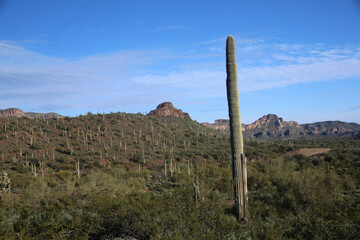 Canvas Print - Arizona saguaro cactus