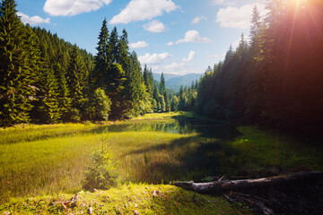 Affiche - Tranquil view of the wild lake and green forest on a sunny day. Carpathian mountains, Ukraine, Europe.