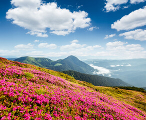 Autocollant - Attractive summer scene with flowering hills. Carpathian mountains, Ukraine, Europe.