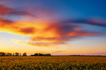 Autocollant - A picturesque pattern of colored clouds in the sky above a rapeseed field at sunset.
