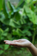© panomporn - Technology,   Hands holding  globe of tropical nature summer background,